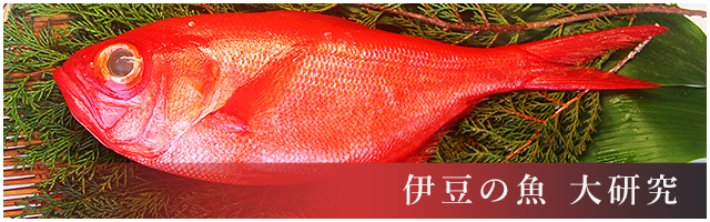 伊豆の魚大研究