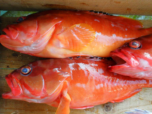 伊豆の魚 大研究 伊豆下田 渡邊水産 日本一の金目鯛と前浜で揚がる旬の地魚をお届けします